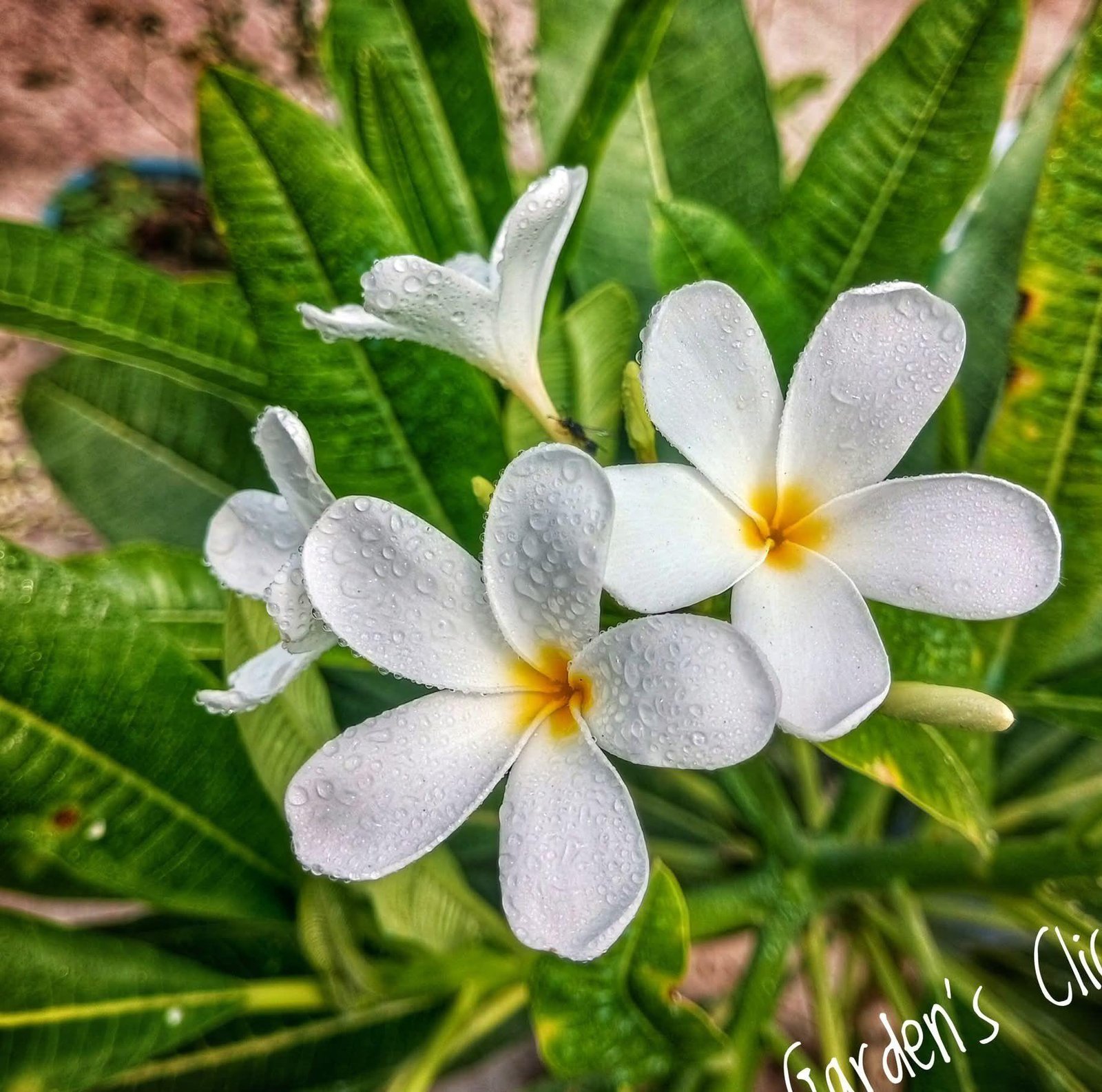 বাগান- ঘটনা